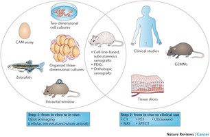 Imaging preclinical tumour models: improving translational power