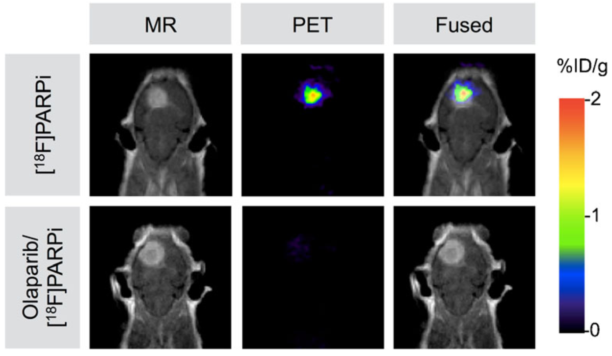 Power of Mediso's nanoScan combined systems: Perfect Co-Registration